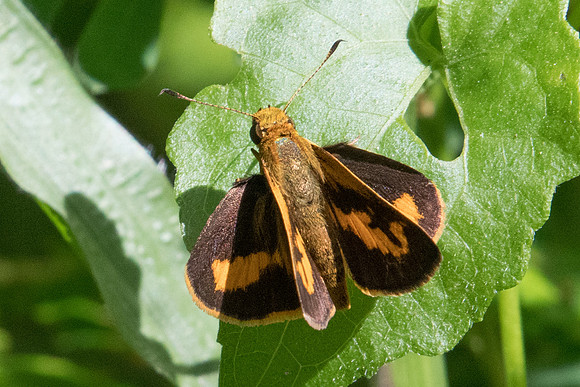 Oriens gola pseudolus-1356 Koh Samui 18/03/23