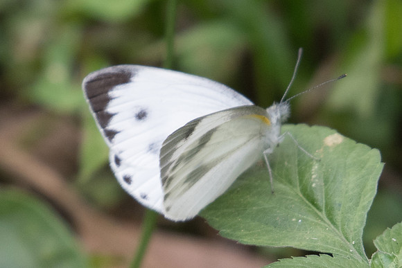 Artogeia canidia-2282- Chiang Dao  - 11/03/23