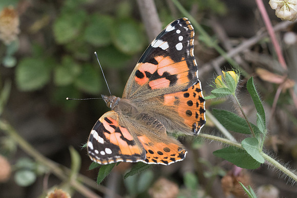 Vanessa cardui-6616
