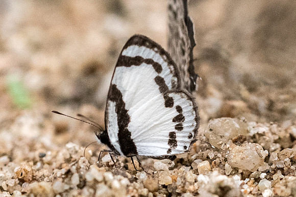 Caleta roxus roxana-5762- Chiang Dao - 12/03/23