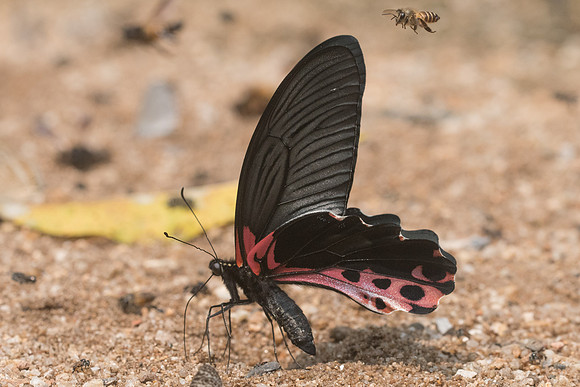 Papilio alcmenor-0667 - - Chiang Dao  - 11/03/23