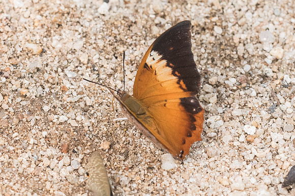 Charaxes bernardus-9395- Chiang Dao  - 11/03/23
