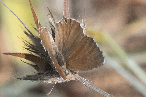 Cacyreus marshalli-7370