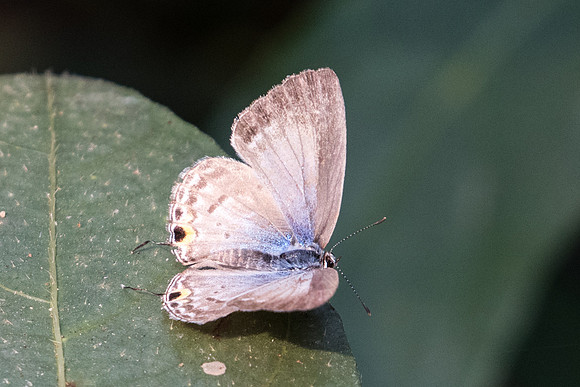 Catochrysops strabo strabo-2484 Doi-Suthep 8/03/23