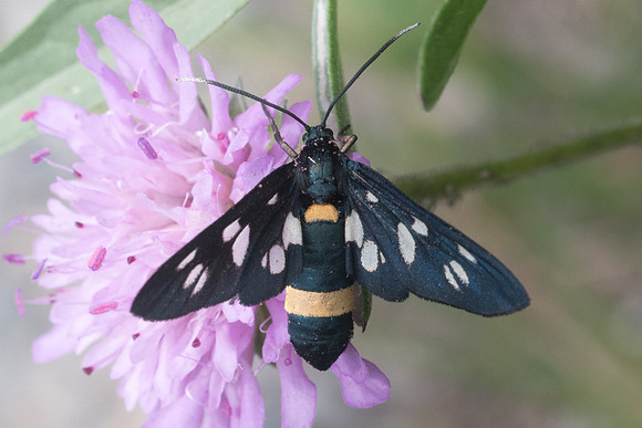 Syntomis quercii Vty-5363 - Beuil