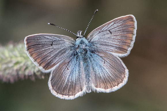 Aricia nicias-9482