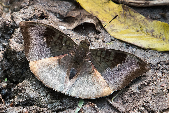 Euthalia monina-0262  - Doi-Suthep - 7/03/23