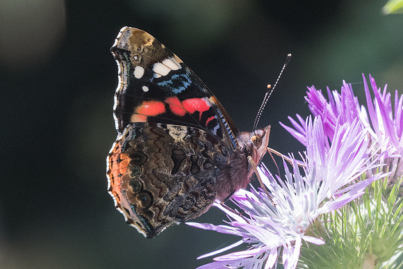 Vanessa atalanta-6995