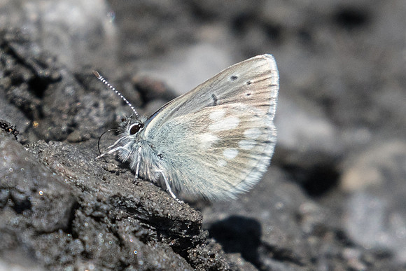 Albulina orbitulus-7645
