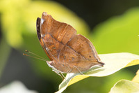 Doleschallia bisaltide-9365 - Koh Samui - 16/03/23