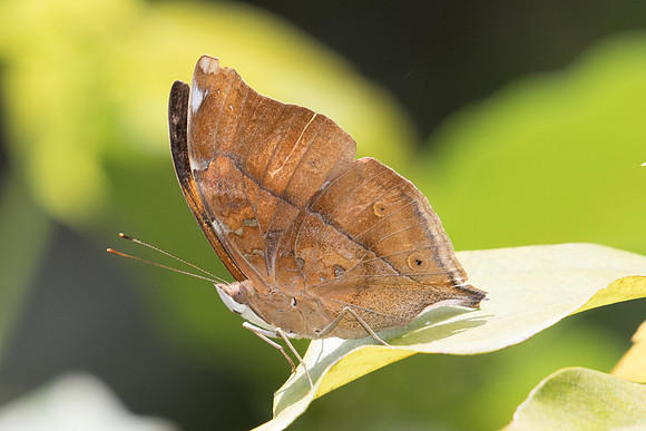 Doleschallia bisaltide-9365 - Koh Samui - 16/03/23
