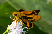 Potanthus rectifasciata- Chulabhorn 10 - 3/02/26