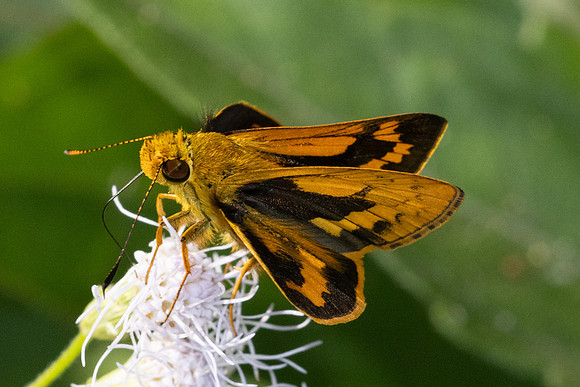 Potanthus rectifasciata- Chulabhorn 10 - 3/02/26
