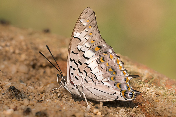 Charaxes solon sulphureus-9266- Chiang Dao  - 11/03/23