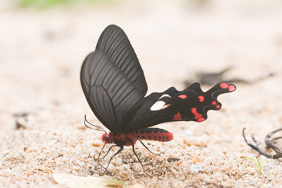 Atrophaneura polyeuctes -5759 - Chiang Dao - 12/03/23