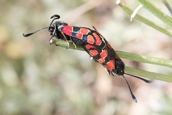 Zygaena carniolica-0414 - Le Monetier les bains - 17/07/22