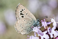 Glaucopsyche melanops-0717- Belgentier - 13/04/61