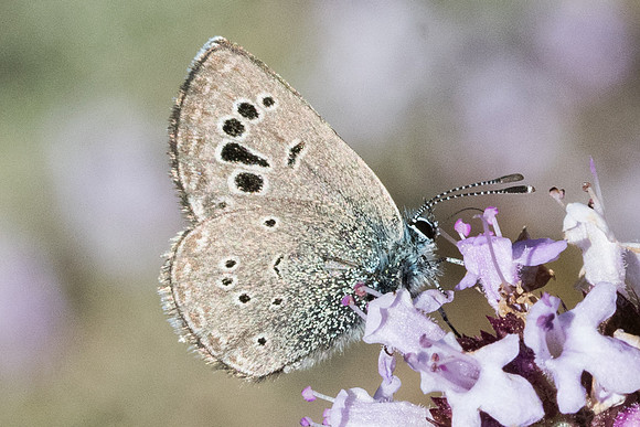 Glaucopsyche melanops-0717- Belgentier - 13/04/61