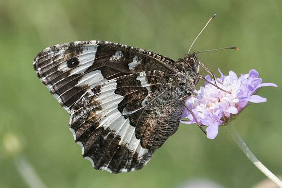 Brintesia circe-8903 Corse - 16/06/23