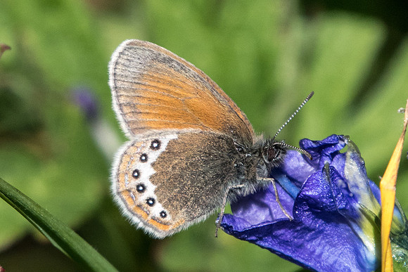 Coenonympha gardetta-5486