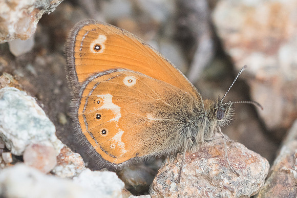 Coenonympha corinna-7667 - Vivario - 13/06/23