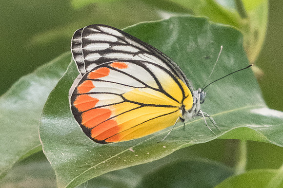 Delias hyparete indica-8902- Chiang Mai - 14/03/23