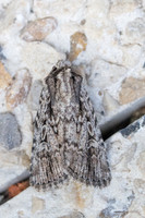 Dichagyris signifera-2205-Briançon - 2/07/21