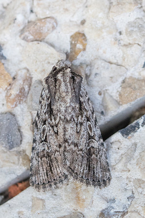Dichagyris signifera-2205-Briançon - 2/07/21