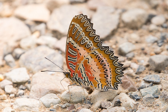 Cethosia biblis-1765- Chiang Dao  - 11/03/23