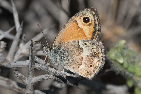 Coenonympha thyrsis-5777