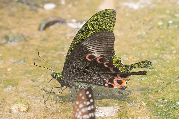 Papilio paris-9515 - Chiang Dao - 11/03/23