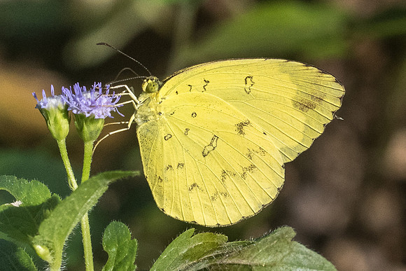 Eurema blanda id--7608 - Koh Samui - 16/03/23