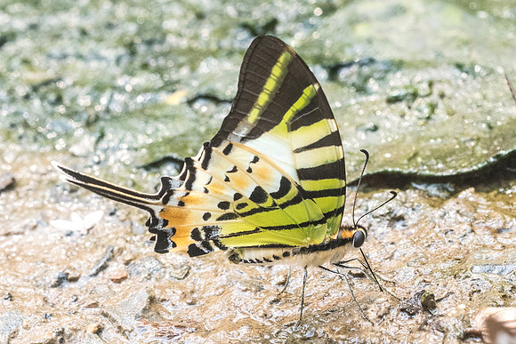 Graphium antiphates nebulosus-0484- Chiang Dao - 11/03/23