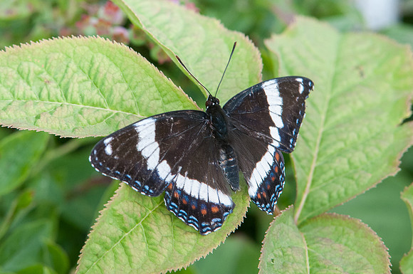 11072012-Limenitis arthemis-1701