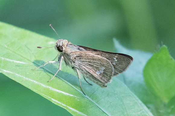 Parnara apostata apostata-9431 - Bangkok - 22/03/23