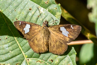Celaenorrhinus asmara- Jardin d'hivers 960m - 2/02/26