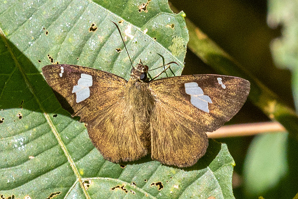 Celaenorrhinus asmara- Jardin d'hivers 960m - 2/02/26