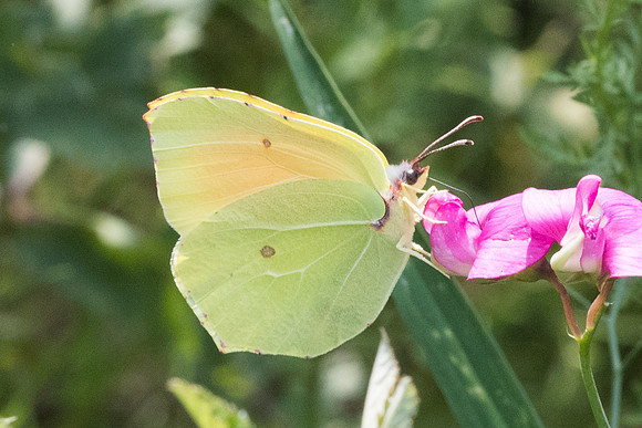 Gonepteryx cleopatra  -8953 Corse - 16/06/23