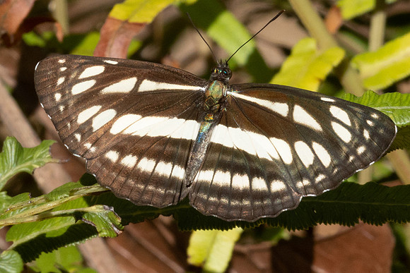 Neptis soma-5230 - Doi Inthanon - 24/03/24