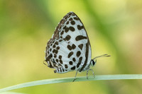 Castalius rosimon rosimon-9904 - Koh Samui - 17/03/23