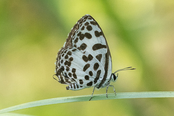 Castalius rosimon rosimon-9904 - Koh Samui - 17/03/23