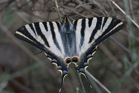 Iphiclides feishtamelii-5120 - Sournia - 21/05/23