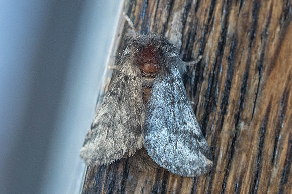 Thaumetopoea pityocampa 6983- Lyons la forêt - 14/08/22
