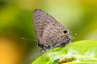 Ionolyce helicon merguiana-7362 - Doi-Suthp - 13/11/23
