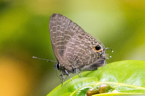 Ionolyce helicon merguiana-7362 - Doi-Suthp - 13/11/23