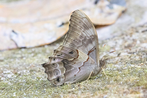 Lethe chandica-3523 - Doi Inthanon - 23/03/25