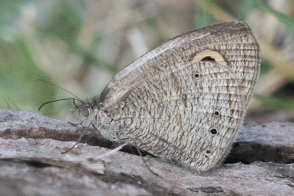 Ypthima huebneri-3103 - Koh Samui - 20/03/23