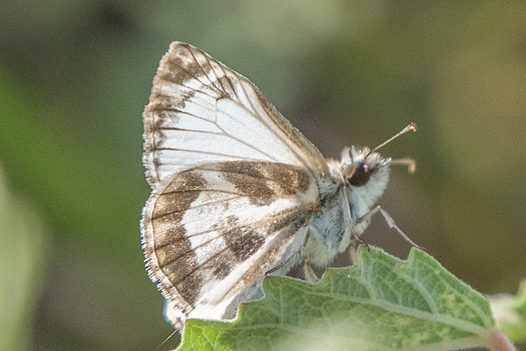 Heliopetes m.macaira-0523