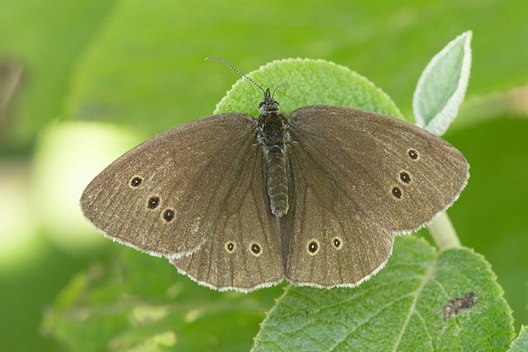 Aphantopus hyperantus-8123 - Croissy Beaubourg- 20/07/24