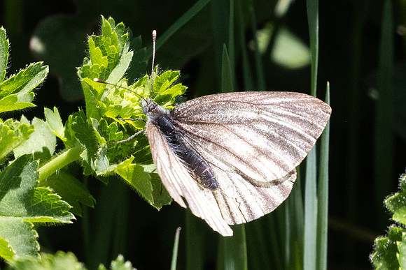 Pieris bryoniae-9834 - Col d'Agnel - 22/06/25